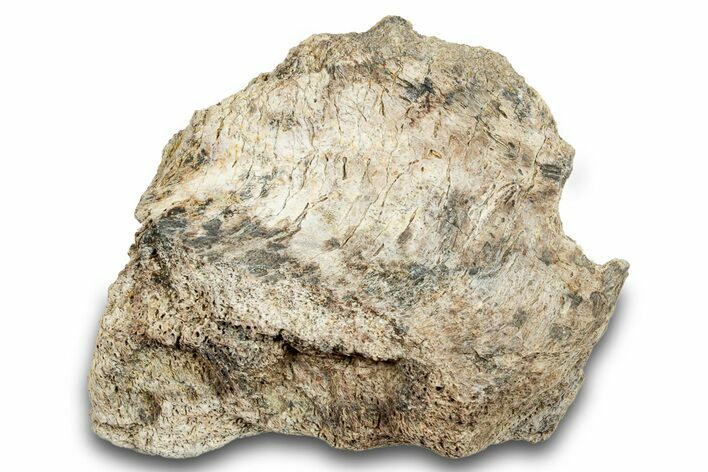 Dinosaur (Triceratops) Skull Section - Montana #264978